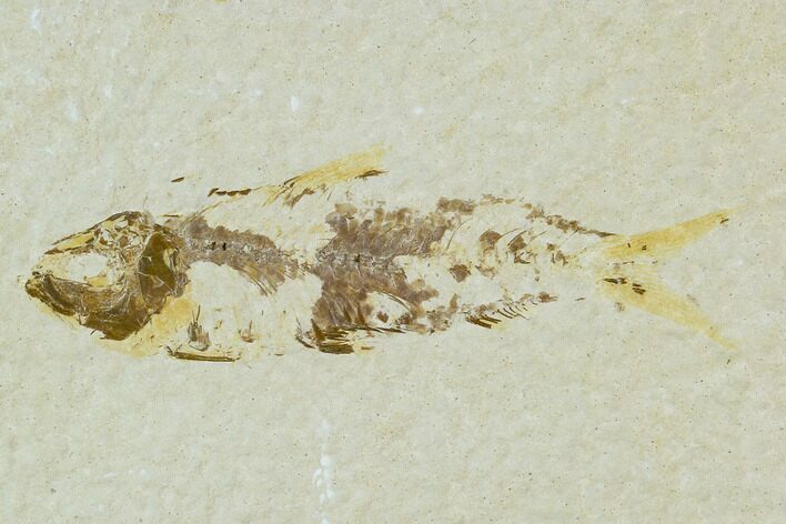 Bargain Fossil Fish (Knightia) - Wyoming #120683